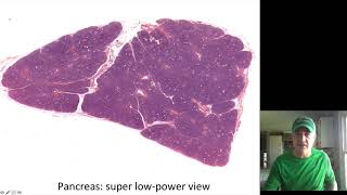 Salivary glands and exocrine pancreas histology [upl. by Anelac836]