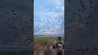 Столько замечательных кадровduckhunting birdhunting youtubeshorts [upl. by Yung]