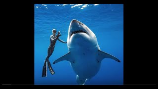 Biggest Living White Sharks Swim with Free Divers in Hawaii [upl. by Stoughton]