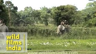 Elephant Safari in Kaziranga  precursor to the tiger attack [upl. by Nevi]