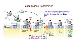 Cotranslational Translocation Protein Targeting to Endoplasmic Reticulum [upl. by Enerahs]