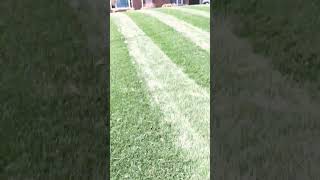 Gci turf type tall fescue in full effect my blades definitely need sharpened gciturf [upl. by Haem177]