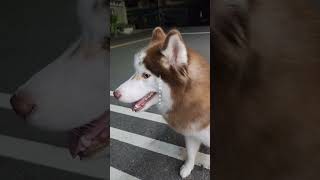 A pair of beautiful heterochromatic brown huskies🐕有雙美麗異色曈棕色毛哈士奇🤎🩵 寵物 哈士奇 huskies heterochromatic [upl. by Ynnaffit]