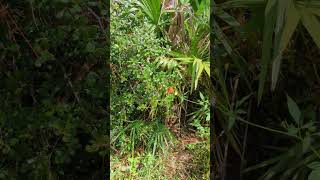 Tall Pine Trees Saw Palmetto amp Gulf Fritillary Butterfly at Econ River Wilderness Area Oviedo [upl. by Aicul]