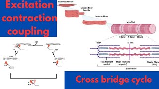 Skeletal Muscle Structure  BRS Physiology  Excitation contraction coupling in skeletal muscle [upl. by Yeltrab]