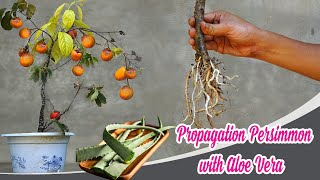 Method of propagation Persimmon with Aloe Vera  Hachiya persimmon  Bears Garden [upl. by Ahsasal]