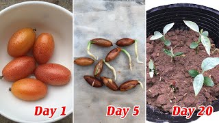 Tips to grow Elaeagnus latifolia from seeds germinate easily and quickly [upl. by Naloc]