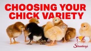 How to Choose the Right Chick Variety [upl. by Eelymmij]