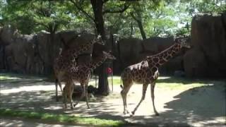 The Best of Hogle Zoo 2013 Sult Lake City Utah [upl. by Vivle]