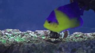 Marine Angelfish Tank 2010 [upl. by Ebonee]