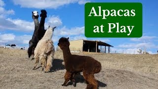 Alpacas at Play [upl. by Imef]