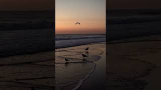 Nauset Beach Seagulls and Sunrise capecod sunrise [upl. by Esertal]