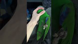 Eclectus Parrot [upl. by Linsk]