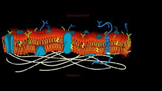 Biologi 2 Cellmembranet och dess olika funktioner Transport och kanalproteiner [upl. by Nosretep593]