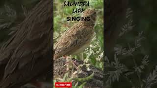 Calandra Lark Singing  Unik dan Keren [upl. by Werby]