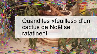 Quand les «feuilles» d’un cactus de Noël se ratatinent [upl. by Tacklind706]