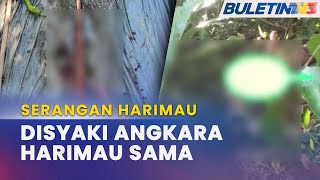 SERANGAN HARIMAU  Dua Kematian Disyaki Angkara Harimau Sama  Perhilitan [upl. by Ahsieyt75]