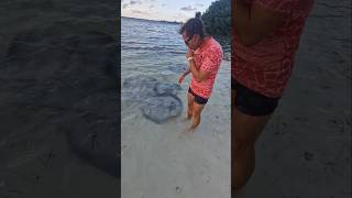 Petting stingray on cayecaulker belize [upl. by Hedwig494]