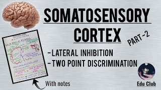 Somatosensory cortex  Part 22 Detailed explanation with PG questions [upl. by Inva961]