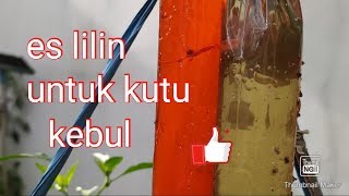 Menangkap kutu kebul  Catching whitefly infestation [upl. by Suravaj281]