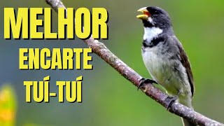 🔴 MELHOR CANTO TUI TUI PARA ENCARTE🔴🔴ÁUDIO COM FÊMEA  TURBINE SEU COLEIRO 🔴 [upl. by Radmilla]