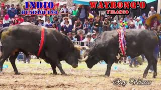 WAYRONQO VELASCO VS INDIO HUARAQUEÑO Toro Tinku Pascua 2024 San Pedro de Buena Vista [upl. by Benedick]