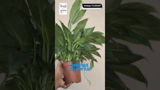 Dwarf Peace Lilly Bushy Plant For Sale garden gardeningplants cheap gardenplants indoorplants [upl. by Masterson]