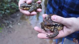 🐸 Sapo Común Sapo Espinoso Bufo spinosus  Un anfibio robusto y singular 🐸 [upl. by Irab]