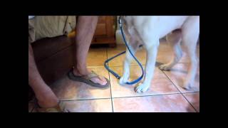 How to Give a Dog a Pedicure peticure elite clipping and filing dog nails [upl. by Rorke]