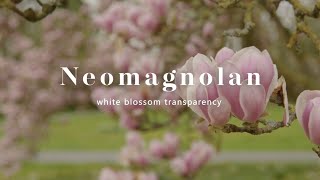 Neomagnolan  white blossom transparency [upl. by Hite]