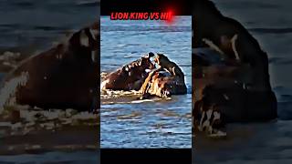 Lion vs hippo trending animals wildlife hippo lion shorts lionking shortvideo [upl. by Tiffie]