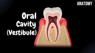 Oral Vestibule Lips Cheeks Teeth Gums  Oral Cavity Anatomy [upl. by Aisanat]