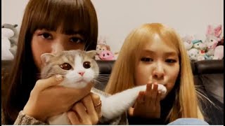 ENG SUB BLACKPINK VLIVE LISA AND ROSÉ [upl. by Francis827]