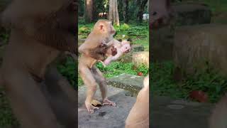 love Love LEXIEmonkey and Friend🐒💐UO4 shorts animals viral shortsvideo Dog cat [upl. by Mohamed]