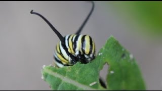 Life Cycle of the Monarch Butterfly [upl. by Margalit]