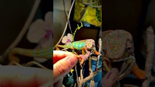 RARE Chameleon Shoots Tongue To Eat [upl. by Itraa784]