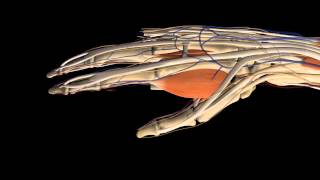 3D Human Anatomy Animation forearm and hand [upl. by Grizelda189]