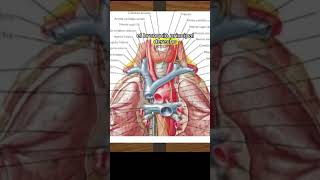 Video completo ▶️👆🏻ÁrbolBronquial bronquios pulmones anatomia estudiantes anatomiapulmonar [upl. by Eidoc784]