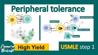 Peripheral tolerance  clonal anergy  Negative costimulation  peripheral deletion  USMLE step1 [upl. by Anaujnas]