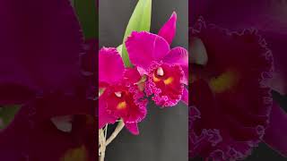 Rhyncholaeliocattleya Sanyung Ruby Grand Dragon cattleya orchid [upl. by Saiff]