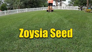 Summer Lawn Fertilizer  Seeding Zoysia [upl. by Adohr]