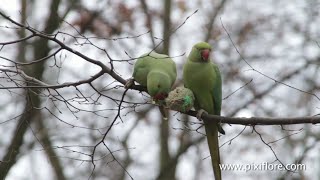 Nourrir les oiseaux en hiver [upl. by Idelia]