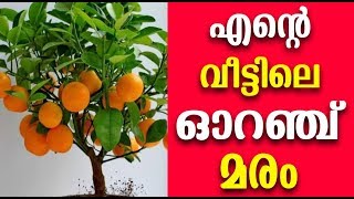 വീട്ടിൽ ഓറഞ്ച് വളർത്താം എളുപ്പത്തിൽ  How to grow Orange at Home [upl. by Puduns]