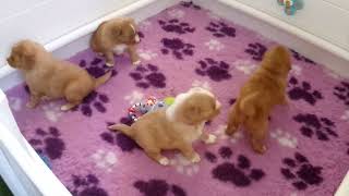 Honeys 4 Week old puppies Made with Clipchamp [upl. by Mcafee317]