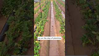 Correct way to transplant strawberry seedlings shorts plantingtips [upl. by Yuria]