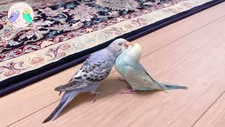 Parakeet Mutual Preening budgies parakeet parrotcuteanimals vlogインコbirds [upl. by Laughry]