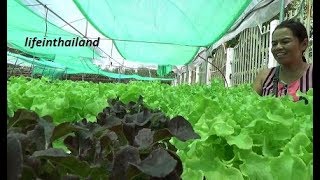 Tour of a small hydroponic lettuce farm in rural Thailand [upl. by Olli659]