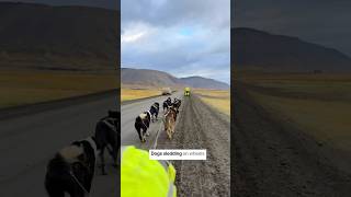 Svalbard The Unique Dog Sledding Experience svalbard arctic norway [upl. by Austin182]