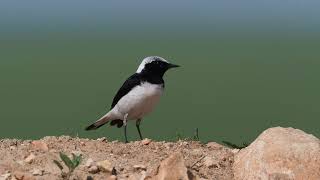 pied wheatear Oenanthe pleschanka singing  pietrar negru in Dobrogea [upl. by Renrew]