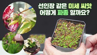 선인장도 파종으로 재배할 수 있어요 수정 부터 파종 후 관리까지백화 원종게발amp 둥근 선인장 [upl. by Dlawso]